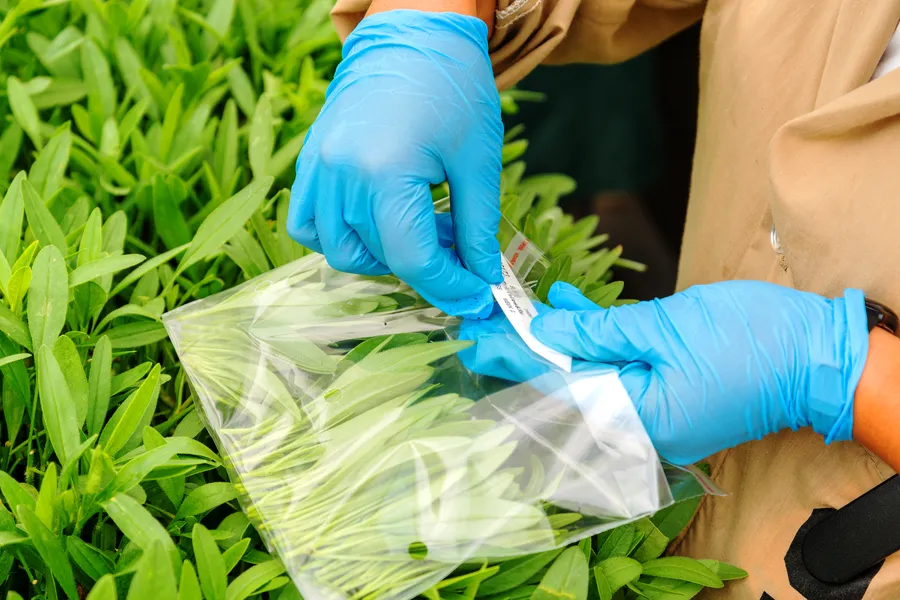 Callused cuttings photo