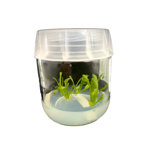 Tissue culture raised liners photo