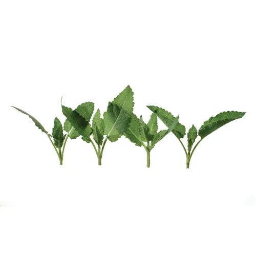 Unrooted cuttings photo