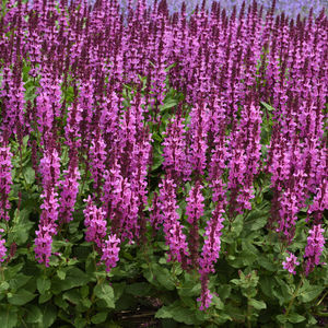 Easy Perennials photo