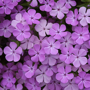New Varieties photo