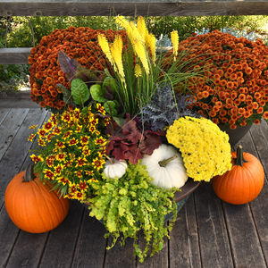 Perennials for Fall photo