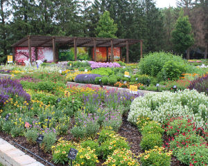 Plant Search photo