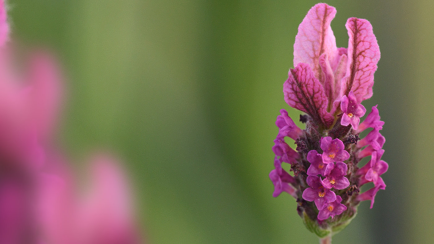 Lavandula Butterfly Garden