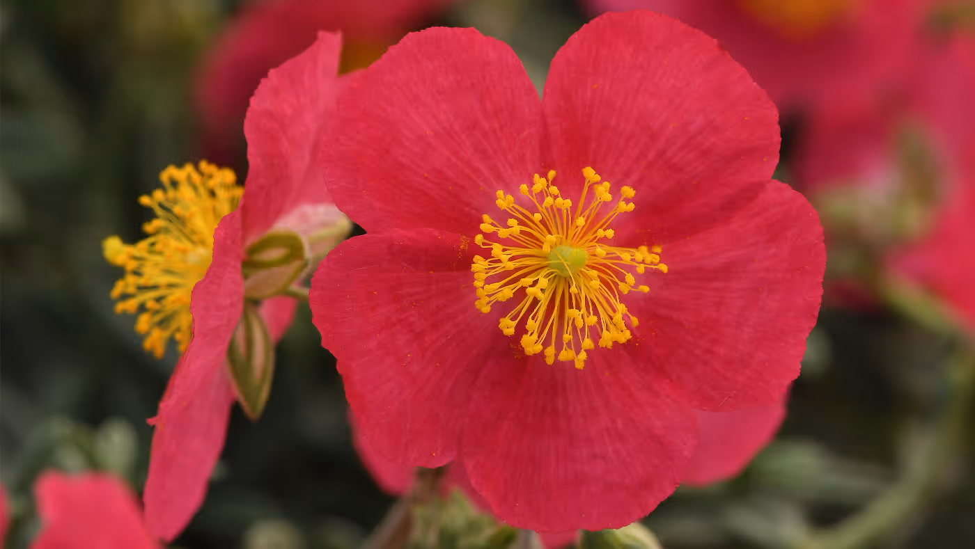 Helianthemum Sunburst