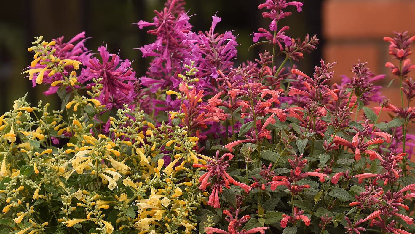 Photo of Agastache Summerlong series
