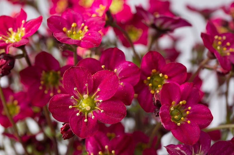 Saxifraga Marto™