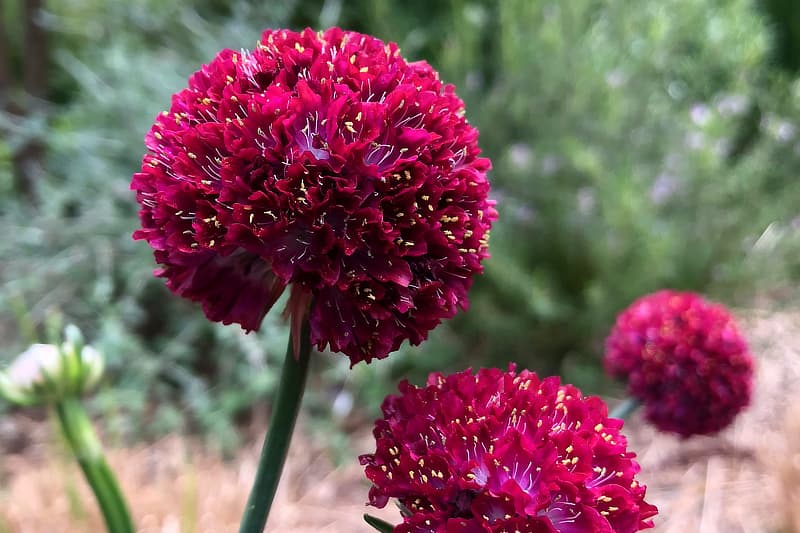 Armeria Dreameria®