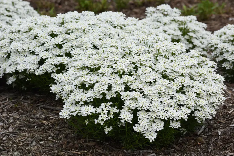 Iberis Snowsation