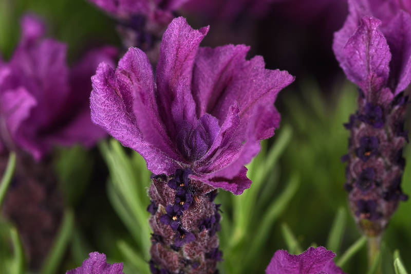 Spanish Lavender Anouk