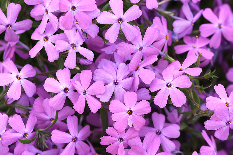 Phlox Spring Splash™