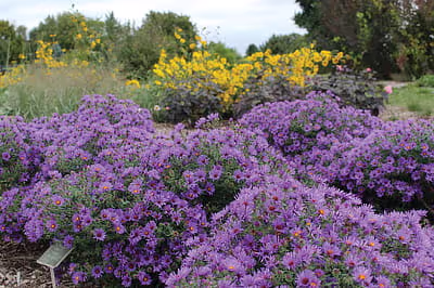Iowa Arboretum, Madrid, IA