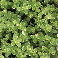 Mentha suaveolens Pineapple Variegated