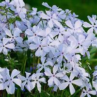 Phlox divaricata May Breeze