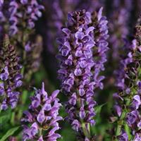Salvia nemorosa Lyrical™