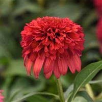 Echinacea Double Scoop™
