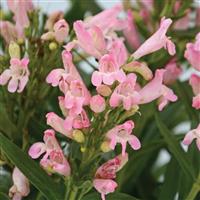 Penstemon barbatus Rock Candy<sup>®</sup>