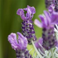 Lavandula pedunculata Lavender Frost™