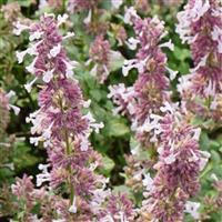 Nepeta faassenii Whispurr™