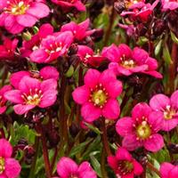 Saxifraga x arendsii Marto™