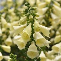 Digitalis Arctic Fox™