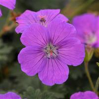 Geranium Purple Glow