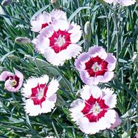 Dianthus Mountain Frost™ Ruby Snow