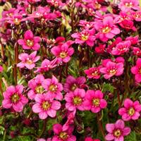 Saxifraga x arendsii Marto™