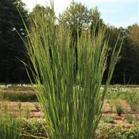 Grass Panicum virgatum Dream Catcher® Lightning Bolt®