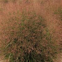 Grass Panicum virgatum Dream Catcher® Tumbleweed®