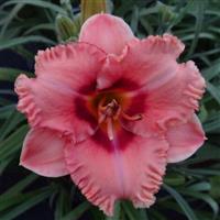 Hemerocallis DayScape™ Coral Frill