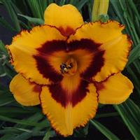 Hemerocallis DayScape™ Golden Blaze
