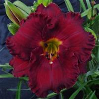 Hemerocallis DayScape™ Scarlet Ribbon