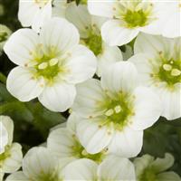 Saxifraga x arendsii Marto™