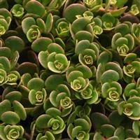 Sedum tetractinum Coral Reef
