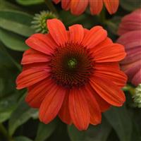 Echinacea Sombrero<sup>®</sup>