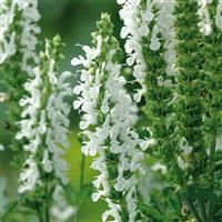 Salvia nemorosa Lyrical™