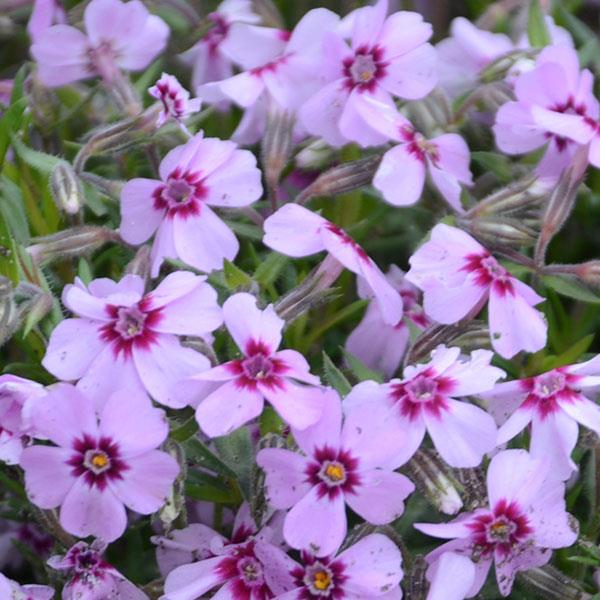 Phlox subulata Eye Candy