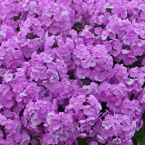 Phlox paniculata Fashionably Early Princess