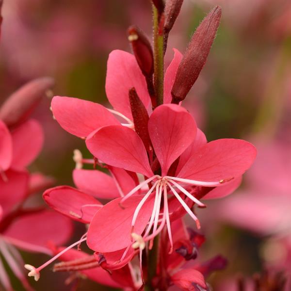Gaura lindheimeri Whiskers Deep Rose