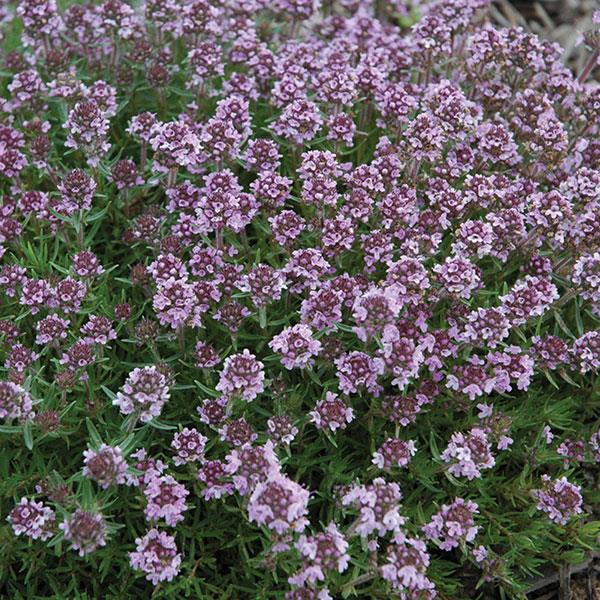 Thymus Spicy Orange