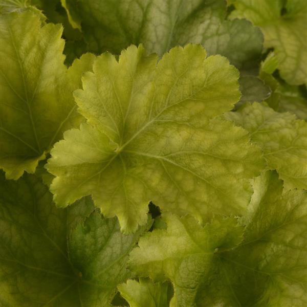 Heuchera Carnival Lime Zest