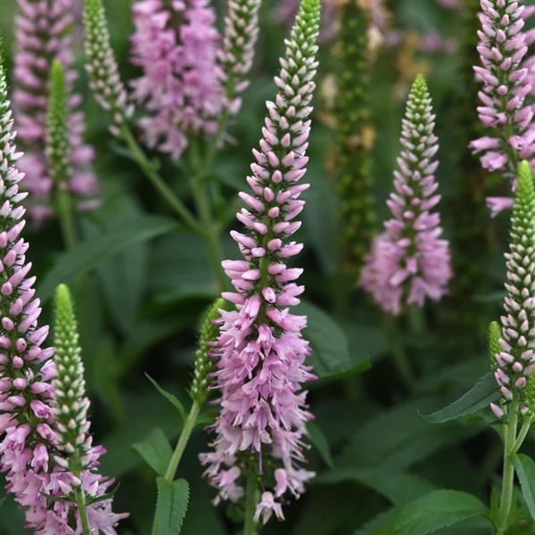 Veronica Skyward™ Light Pink