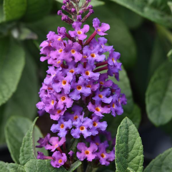 Buddleia Chrysalis™ Blue