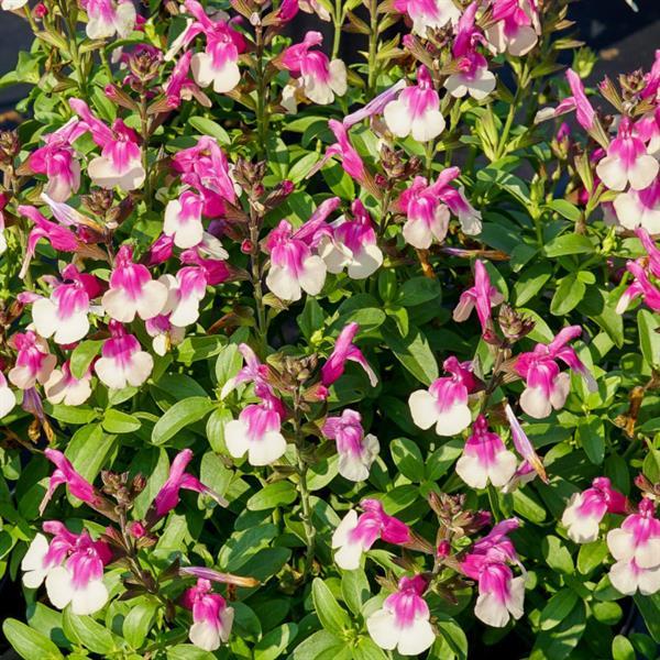Salvia greggii Mirage<sup>®</sup> Rose Bicolor