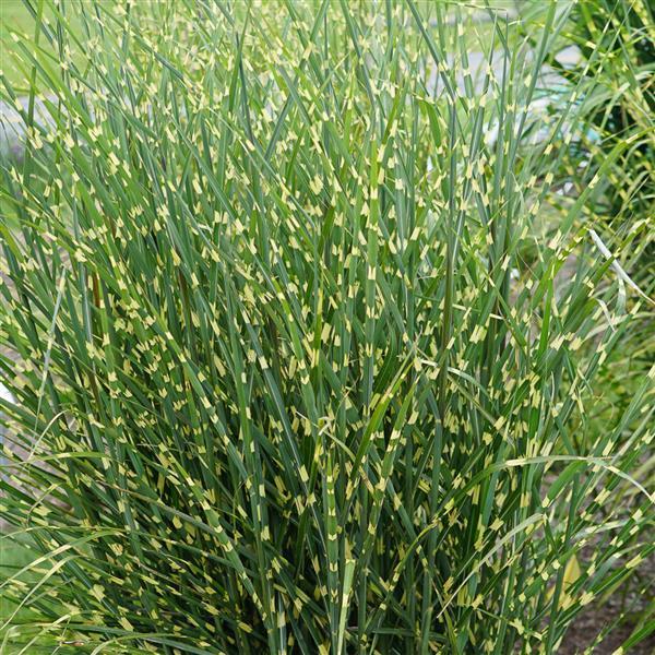 Grass Miscanthus sinensis High Frequency