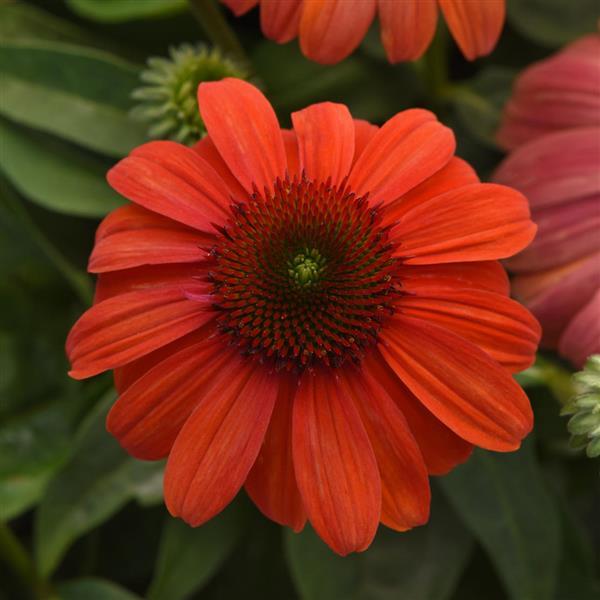 Echinacea Sombrero<sup>®</sup> Mandarin Mambo