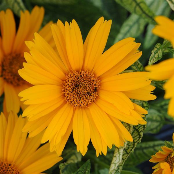 Heliopsis helianthoides Sunstruck