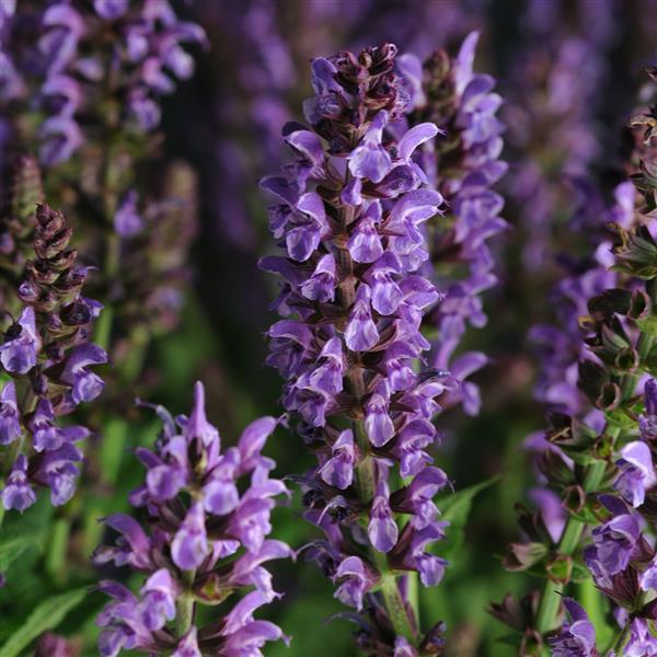 Salvia nemorosa Lyrical™ Silvertone