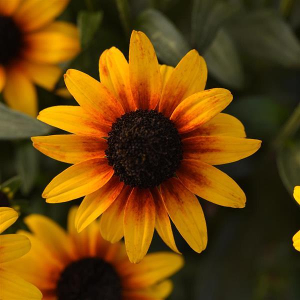 Rudbeckia Suntacular